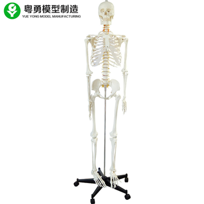 Geheel het Model van het Menselijk Lichaamsskelet/van het Specimens Anatomisch Skelet Hoogtepunt - grootte