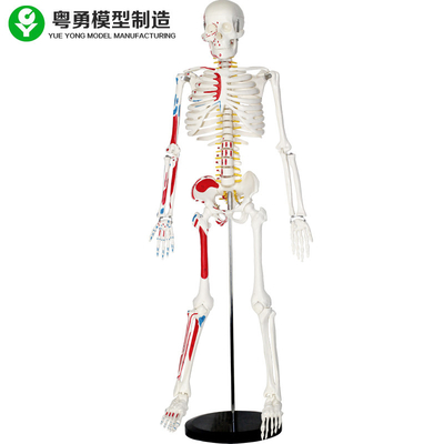 Plastic Levensgroot Menselijk Skeletmodel met Spieren 85cm 2,0 Kg Gewichts