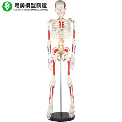 Het de volwassen Model/Menselijke Spier van het Menselijk Lichaamsskelet en Model van de Skeletanatomie