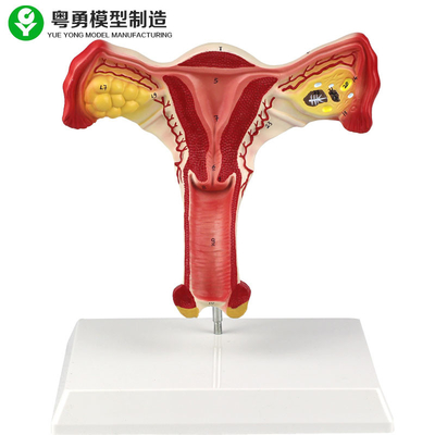 Het menselijke Vrouwelijke Anatomische Model Vaginale de Studenten van de Baarmoedereierstok Leren