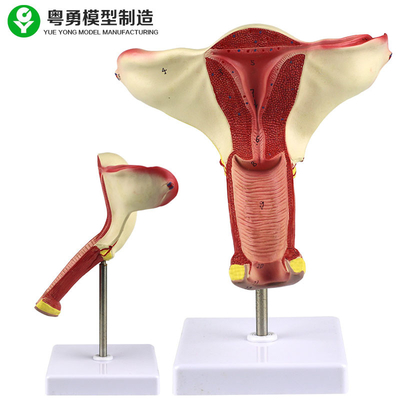 Het menselijke Model van de Baarmoederanatomie/van het de Eierstok Modelonderwijs van de Vaginabaarmoeder de Demonstratievertoning