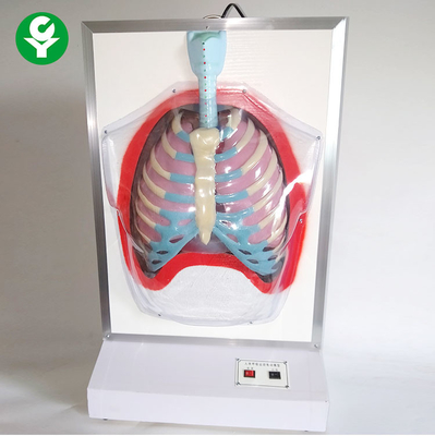 Elektrische Medische Opleidingsmannequins/Model van het Motie het Menselijke Ademhalingssysteem