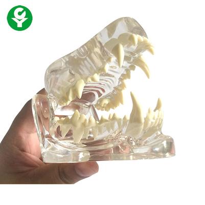 Van de de Schedelkaak van de anatomiehond van de het Been het Transparante/Tandhond Materiaal van de Tanden Modelpvc