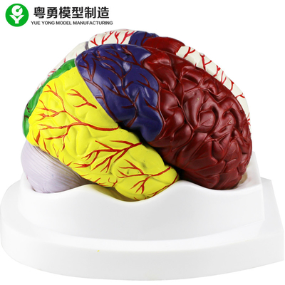 Het menselijke van de Hersenenmodellen van de Hersenenanatomie Model/Onderwijs Plastic Materiaal van pvc