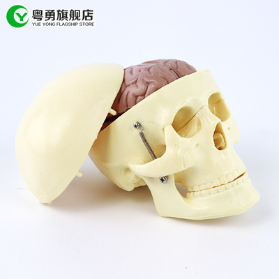 De middelgrote Model/Menselijke Plastic Schedel van de Anatomieschedel met Anatomische Hersenen