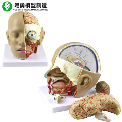 Het plastic Model van de Anatomieschedel/Menselijk Hoofd de Anatomiemodel van pvc met Hersenen