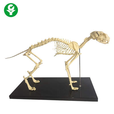 De skeletachtige Natuurlijke Modellen van de Been Dierlijke Anatomie/het Anatomische Model van het Kattenskelet