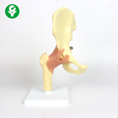 Het plastic Gezamenlijke Model van de Anatomieheup voor het Onderwijs 0,6 Kg kiest Brutogewicht uit