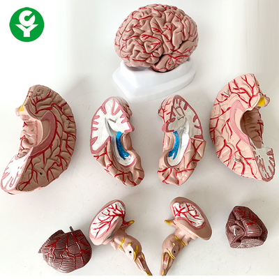 8 van het Model Medische de Wetenschapsdelen Onderwerp Menselijk Levensgroot 1,5 Kg van de Hersenenanatomie