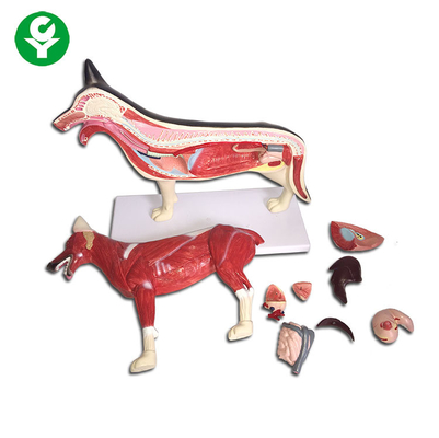 Van de Anatomiemodellen van het hondcijfer Dierlijke van de het Gehele Lichaamslong Beschikbare het Hartlever