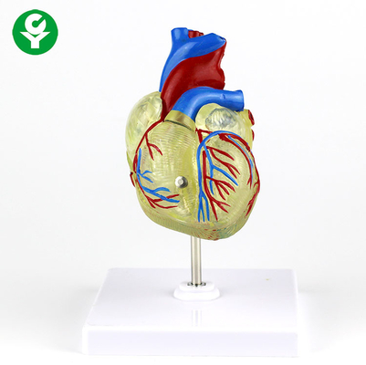 Menselijk Volwassen Medisch Hart Model Transparant Plastiek voor Demonstratie