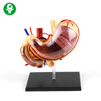 0,5 kg de Maag van de de Organen Modelschool van het de Anatomie Menselijke Lichaam van pvc Steun Verwijderbare